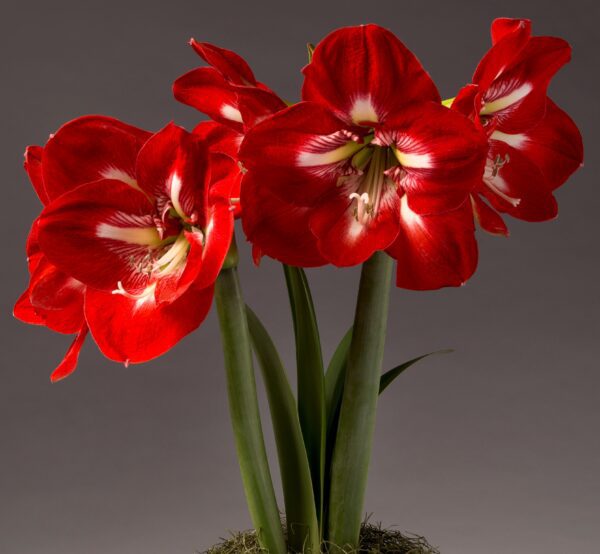 A close-up of vibrant red flowers from the Cocktail Amaryllis - Bare Bulb in full bloom against a neutral background. The blooms feature large petals with striking white streaks near the center, supported by tall green stems and narrowly shaped green leaves at the base.