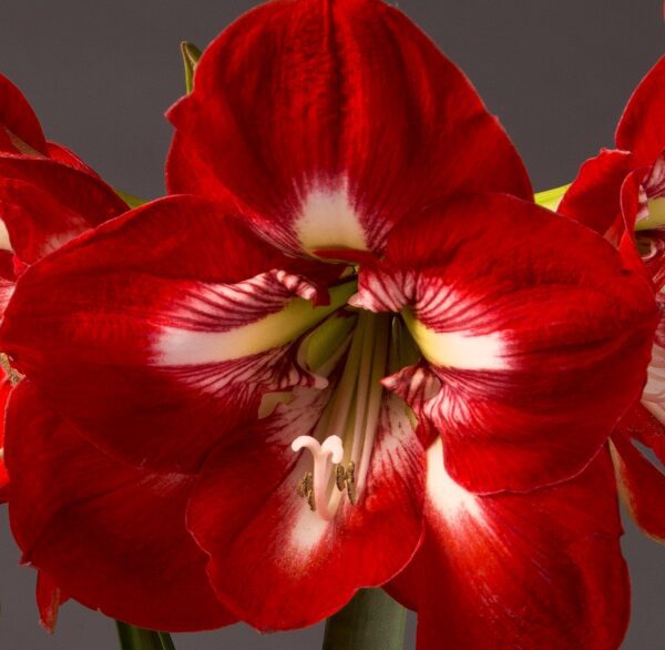 A close-up of a red Cocktail Amaryllis - Bare Bulb flower with large, vibrant petals showcasing white streaks and a detailed center that highlights the stamens and pistil. The dark background accentuates the rich colors and intricate patterns of the bloom.