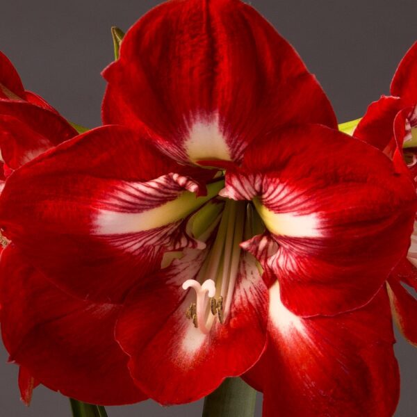 A close-up of a red Cocktail Amaryllis - Bare Bulb flower with large, vibrant petals showcasing white streaks and a detailed center that highlights the stamens and pistil. The dark background accentuates the rich colors and intricate patterns of the bloom.