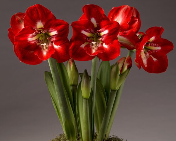 A vibrant cluster of Cocktail Amaryllis - Bare Bulb flowers in full bloom showcases a gradient of red and white petal patterns, surrounded by lush green leaves and budding blooms against a neutral gray background.