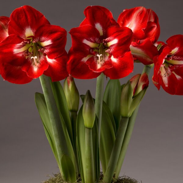 A vibrant cluster of Cocktail Amaryllis - Bare Bulb flowers in full bloom showcases a gradient of red and white petal patterns, surrounded by lush green leaves and budding blooms against a neutral gray background.