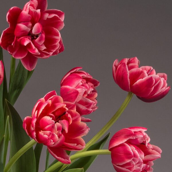 pink Columbus double tulips closeup