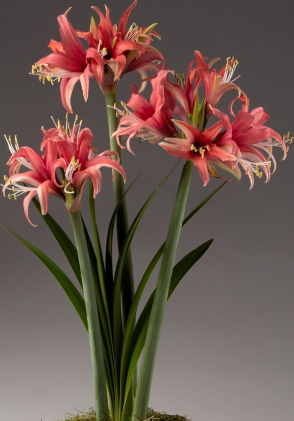 A cluster of red and pink flowers from the Cybister Rose Amaryllis - Bare Bulb, featuring long green stems and leaves set against a gray background. These flowers showcase delicate, curled petals and prominent stamens that enhance their intricate appearance. The base of the plant is elegantly covered with a layer of moss.