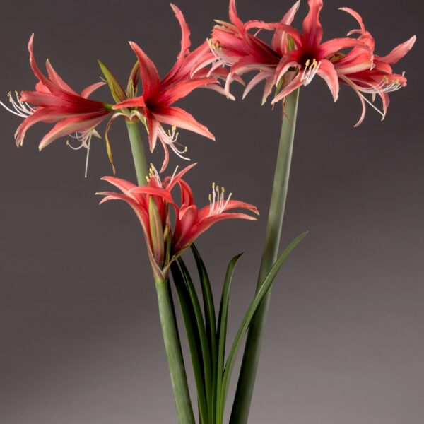 A cluster of Cybister Rose Amaryllis - Bare Bulb flowers with vibrant red petals and white edges, supported by tall green stems and surrounded by long, slender leaves. The background is a neutral gray, highlighting the striking colors of the blooms.