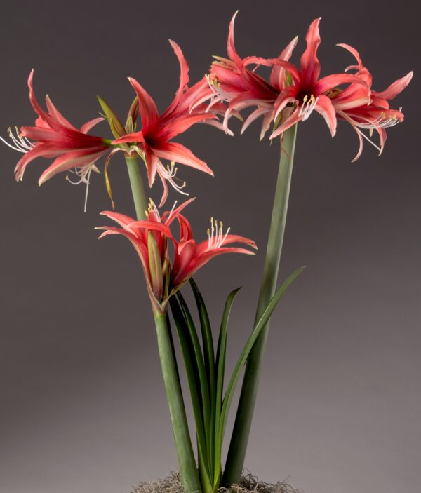 A cluster of Cybister Rose Amaryllis - Bare Bulb flowers with vibrant red petals and white edges, supported by tall green stems and surrounded by long, slender leaves. The background is a neutral gray, highlighting the striking colors of the blooms.