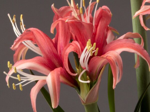 Close-up of vibrant pink and white blossoms from the Cybister Rose Amaryllis - Bare Bulb, featuring elongated petals and prominent yellow-tipped stamens against a gray background. The flowers highlight intricate details in their textures and colors.