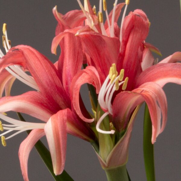 Close-up of vibrant pink and white blossoms from the Cybister Rose Amaryllis - Bare Bulb, featuring elongated petals and prominent yellow-tipped stamens against a gray background. The flowers highlight intricate details in their textures and colors.