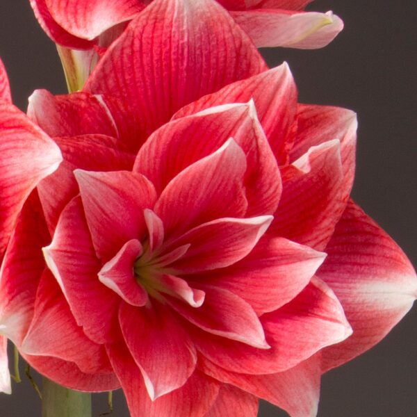 Close-up of a Double Dream Amaryllis - Bare Bulb flower in full bloom. The flower's petals are layered intricately, featuring striking red hues with white edges, giving it a vibrant and dynamic appearance. The background is dark, making the flower stand out prominently.