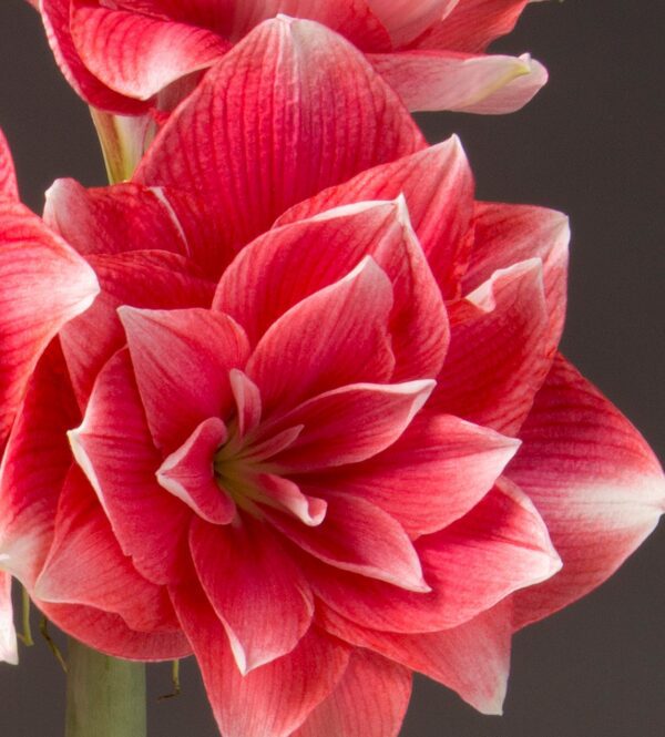 Close-up of a Double Dream Amaryllis - Bare Bulb flower in full bloom. The flower's petals are layered intricately, featuring striking red hues with white edges, giving it a vibrant and dynamic appearance. The background is dark, making the flower stand out prominently.