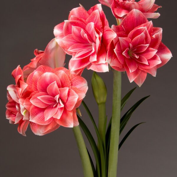 A close-up of vibrant Double Dream Amaryllis - Bare Bulb flowers with multiple large, layered petals, blooming from tall green stems. There are several fully opened blooms along with a bud that has yet to unfold. The background is a simple dark gradient, highlighting the stunning flowers.