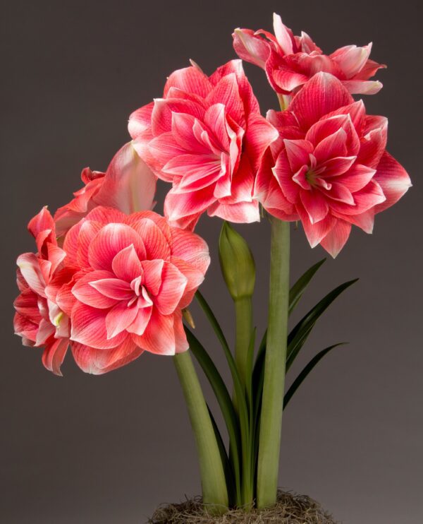 A close-up of vibrant Double Dream Amaryllis - Bare Bulb flowers with multiple large, layered petals, blooming from tall green stems. There are several fully opened blooms along with a bud that has yet to unfold. The background is a simple dark gradient, highlighting the stunning flowers.