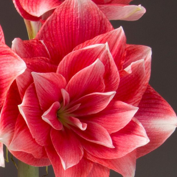 Double Dream amaryllis bloom closeup.