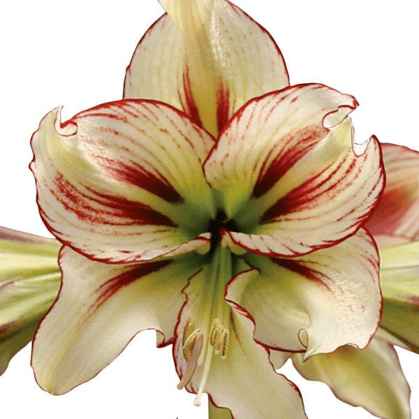 Close-up of a Dragonfly Amaryllis - Bare Bulb flower showcasing its pale cream petals adorned with red streaks along the edges and veins. The center glows with a pale green hue, while long, slender stamens tipped with yellow extend from the heart of the bloom. The intricate textures and vibrant colors are highlighted against a white background.