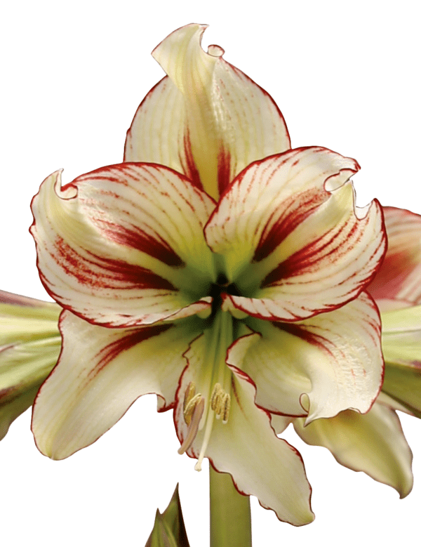 Close-up of a Dragonfly Amaryllis - Bare Bulb flower showcasing its pale cream petals adorned with red streaks along the edges and veins. The center glows with a pale green hue, while long, slender stamens tipped with yellow extend from the heart of the bloom. The intricate textures and vibrant colors are highlighted against a white background.