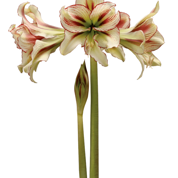 A close-up of a blooming Dragonfly Amaryllis - Bare Bulb flower showcasing three large, cream-colored petals edged in striking red. Two tall green stems are visible: one fully in bloom and the other with a single bud. The background is stark white, highlighting the vibrant colors of the flower.