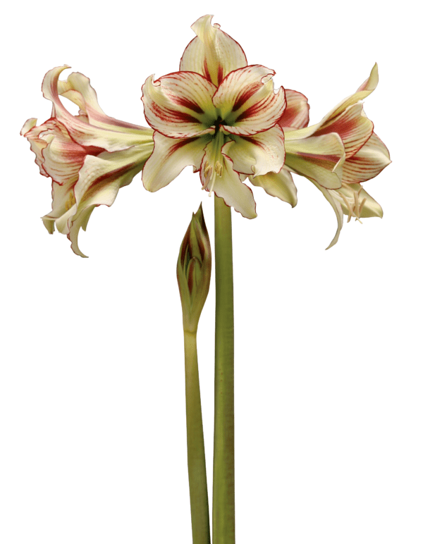 A close-up of a blooming Dragonfly Amaryllis - Bare Bulb flower showcasing three large, cream-colored petals edged in striking red. Two tall green stems are visible: one fully in bloom and the other with a single bud. The background is stark white, highlighting the vibrant colors of the flower.