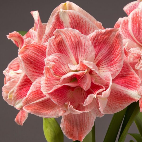 Close-up of vibrant, pink First Love Amaryllis flowers featuring white stripes, set against a dark gray background. The lush, layered petals showcase intricate details and delicate textures, with a few green stems visible.