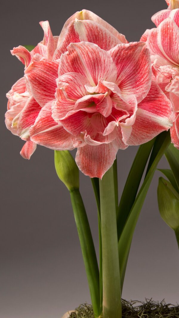 Close-up of the vibrant pink and white blooms of the First Love Amaryllis - Bare Bulb, featuring tall green stems and budding flowers. The delicately veined petals create a striking contrast against the soft grey background.