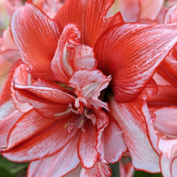 Close-up of a vibrant Flamed Amadeus Amaryllis in full bloom, featuring its broad, red and white striped petals. The intricate details and layers of the petals are in sharp focus, against a softly blurred background of similar flowers.