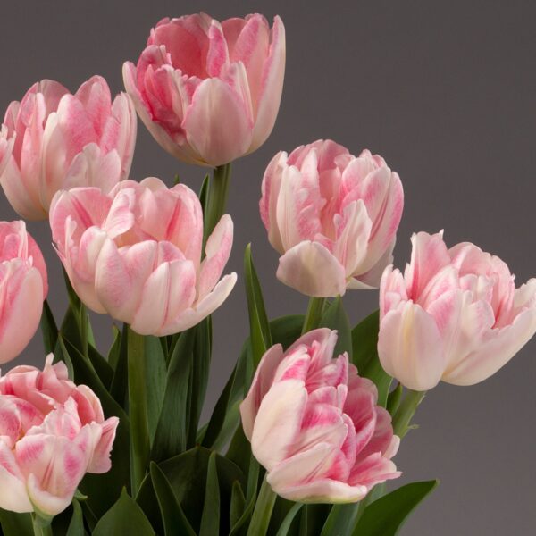 A bouquet of Foxtrot Potted Tulips showcases light pink petals accented with white streaks. Blossoming fully against a neutral gray backdrop, the flowers reveal their green leaves and stems beneath, creating an elegant display.