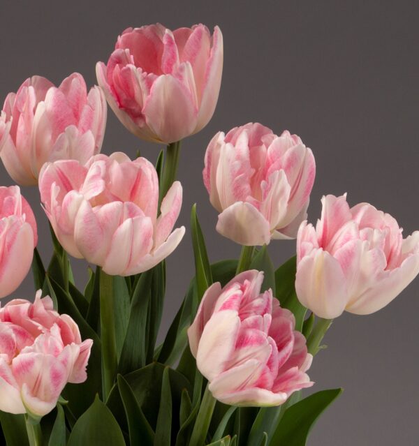 A bouquet of Foxtrot Potted Tulips showcases light pink petals accented with white streaks. Blossoming fully against a neutral gray backdrop, the flowers reveal their green leaves and stems beneath, creating an elegant display.