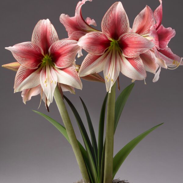 Bright pink and white Glee Amaryllis blooms with long green stems and leaves stand against a neutral gray background. The large, trumpet-shaped flowers display delicate patterns and shading on their petals. At the base, light, wispy moss adds a final touch of elegance to the Glee Amaryllis - Bare Bulb arrangement.