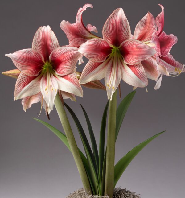 Bright pink and white Glee Amaryllis blooms with long green stems and leaves stand against a neutral gray background. The large, trumpet-shaped flowers display delicate patterns and shading on their petals. At the base, light, wispy moss adds a final touch of elegance to the Glee Amaryllis - Bare Bulb arrangement.