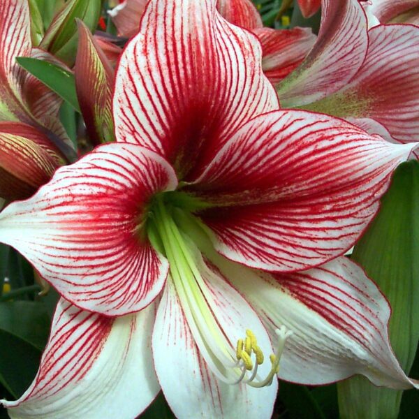 Close-up of a vibrant Glee Amaryllis - Bare Bulb flower with white petals adorned with striking red streaks. The center features prominent green and yellow stamen, while the background showcases out-of-focus leaves and additional amaryllis petals.