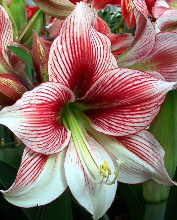 Close-up of a vibrant Glee Amaryllis - Bare Bulb flower with white petals adorned with striking red streaks. The center features prominent green and yellow stamen, while the background showcases out-of-focus leaves and additional amaryllis petals.