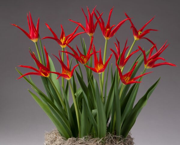 A cluster of striking GoGo Red Potted Tulips with pointed petals and yellow centers rise from green foliage, all set against a neutral gray background. The arrangement is natural and organic, with the flowers emerging from a base of light brown moss.