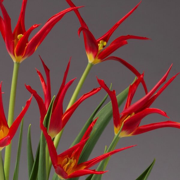 A bouquet of GoGo Red Potted Tulips, featuring slender, pointed petals and verdant green stems, is set against a plain gray background. The vivid red hue of the tulips contrasts sharply with the muted backdrop, creating a striking visual effect.