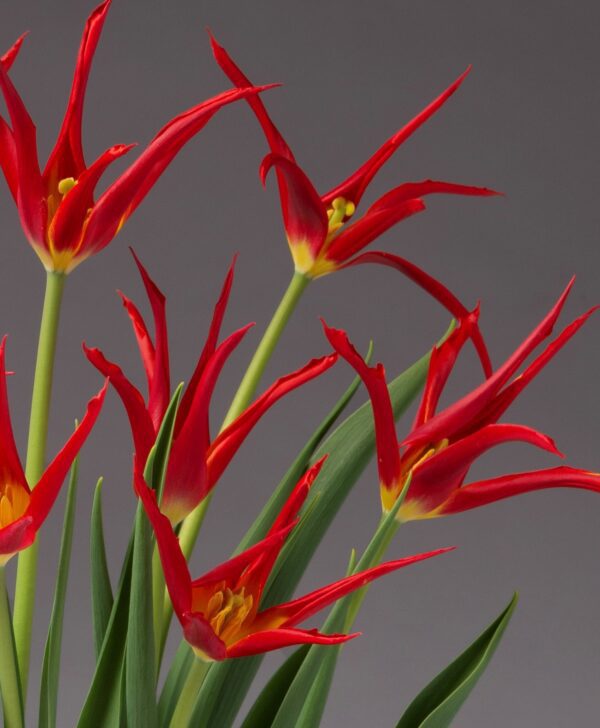 A bouquet of GoGo Red Potted Tulips, featuring slender, pointed petals and verdant green stems, is set against a plain gray background. The vivid red hue of the tulips contrasts sharply with the muted backdrop, creating a striking visual effect.