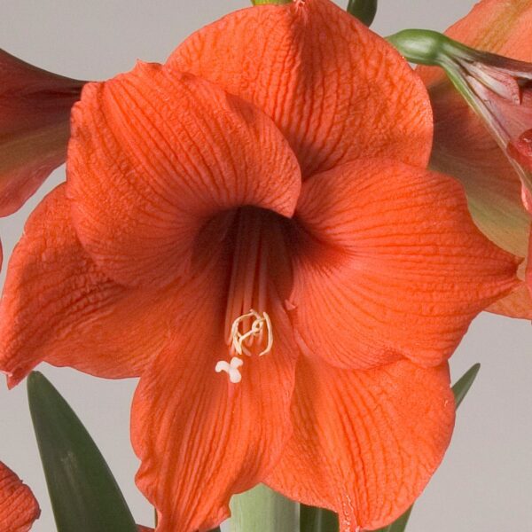 Close-up of a vibrant Gold Medal Amaryllis - Bare Bulb flower with a detailed view of its petals, stamen, and pistil. The petals have a textured, veined appearance, and there are green leaves and partially opened buds visible in the background.