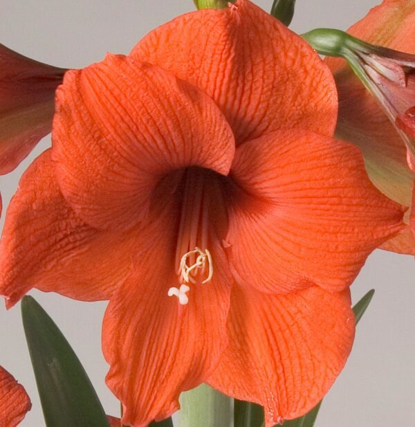 Close-up of a vibrant Gold Medal Amaryllis - Bare Bulb flower with a detailed view of its petals, stamen, and pistil. The petals have a textured, veined appearance, and there are green leaves and partially opened buds visible in the background.