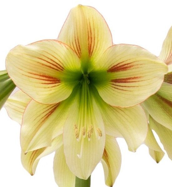 A detailed close-up image showcasing a blooming Graffiti Amaryllis - Bare Bulb flower. The large petals are a delicate pale yellow, adorned with subtle green and red streaks. At its center, the vibrant green hue stands out, with prominent stamens and pistils extending outward. A white background accentuates the intricate details of this stunning flower.