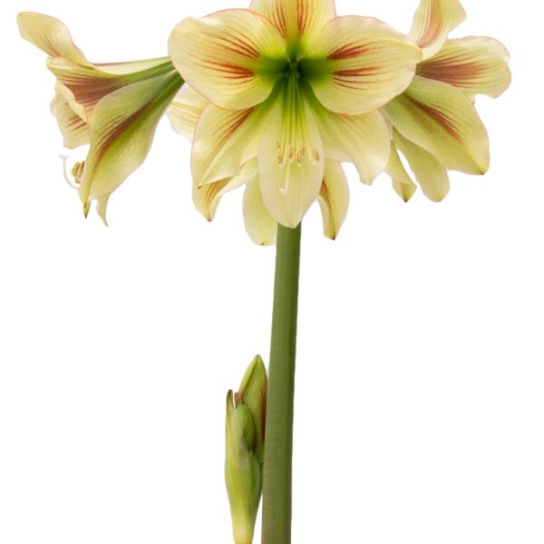 A close-up of a blooming Graffiti Amaryllis - Bare Bulb flower with pale yellow petals, each petal accented by subtle red lines. The flower is set against a white background, showcasing its delicate details. A couple of buds are seen on the same stem.