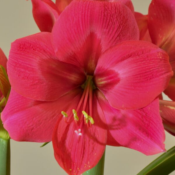 Close-up of the vibrant Ice Pink Amaryllis flower in full bloom, showcasing prominent stamens and petals in varying shades of pink and white. The neutral background perfectly highlights the Ice Pink Amaryllis as the focal point.