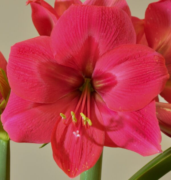 Close-up of the vibrant Ice Pink Amaryllis flower in full bloom, showcasing prominent stamens and petals in varying shades of pink and white. The neutral background perfectly highlights the Ice Pink Amaryllis as the focal point.