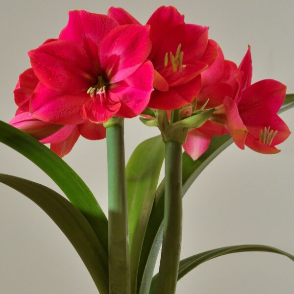 A close-up of the vibrant Ice Pink Amaryllis - Potted flower cluster reveals several open blooms. The petals showcase a striking striped pattern with varying shades of pink and white. The green, elongated leaves and stems beautifully accentuate the vivid colors of the flowers against a plain, light background.