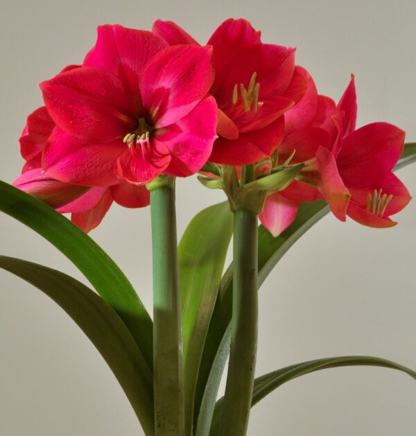 A close-up of the vibrant Ice Pink Amaryllis - Potted flower cluster reveals several open blooms. The petals showcase a striking striped pattern with varying shades of pink and white. The green, elongated leaves and stems beautifully accentuate the vivid colors of the flowers against a plain, light background.