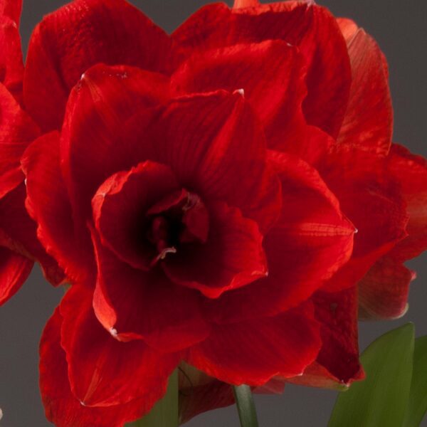 Close-up of vibrant Inferno Amaryllis - Bare Bulb flowers in full bloom against a neutral background. The richly textured petals boast intricate details and a striking red hue. Arranged in a visually pleasing cluster, the flowers display their natural beauty.