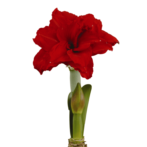 A vibrant red bloom of the Inferno Amaryllis - Bare Bulb stands tall against a white background, with a green bud and long leaves sprouting from the same stalk below the open flower.