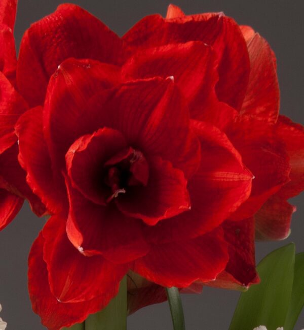 Close-up of vibrant Inferno Amaryllis - Bare Bulb flowers in full bloom against a neutral background. The richly textured petals boast intricate details and a striking red hue. Arranged in a visually pleasing cluster, the flowers display their natural beauty.