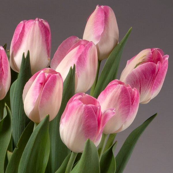 The Innuendo Potted Tulips bouquet showcases a beautiful array of pink and white blooms with lush green leaves, all set against a simple gray background. The petals exhibit a delicate gradient, transitioning from pink at the tips to white towards the base. These tulips are artfully arranged in an intimate, closely-knit bunch.