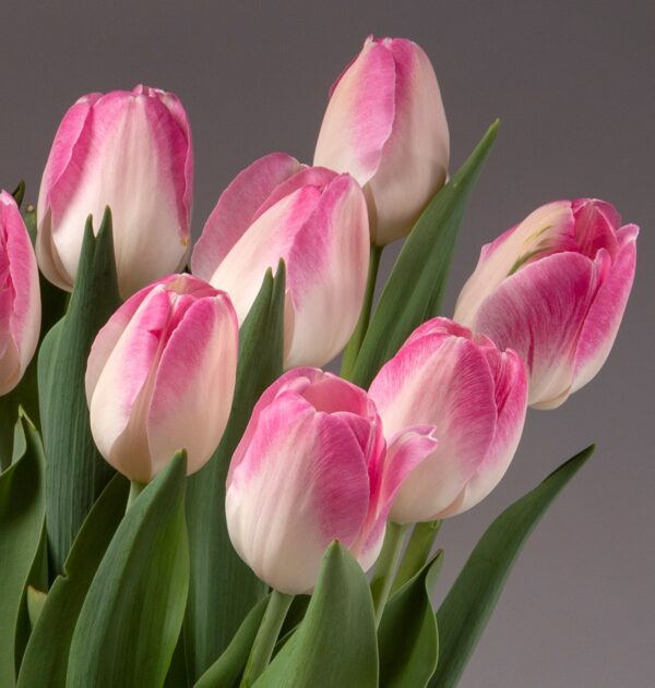 The Innuendo Potted Tulips bouquet showcases a beautiful array of pink and white blooms with lush green leaves, all set against a simple gray background. The petals exhibit a delicate gradient, transitioning from pink at the tips to white towards the base. These tulips are artfully arranged in an intimate, closely-knit bunch.