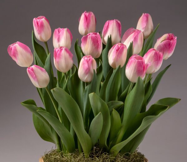 A cluster of Innuendo Potted Tulips is shown against a gray background. The pink and white flowers have green stems and leaves, rooted in a bed of moss. The tulips are in full bloom, displaying vibrant hues and delicate petals.