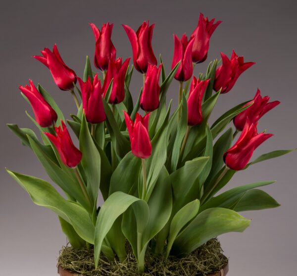 A vase filled with vibrant Isaak Chic Potted Tulips against a plain gray background. The tulips have long green leaves and stems, and the arrangement rests on a base covered with moss.