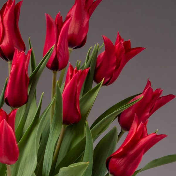 A bouquet of Isaak Chic Potted Tulips is set against a muted gray background. The chic flowers are in full bloom, showcasing their rich, deep red petals and elongated shape with green leaves. The image captures the fresh, vivid essence of these vibrant Isaak tulips.