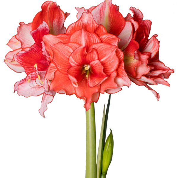 A cluster of vivid Joker Amaryllis blossoms on long, green stems, featuring ruffled, trumpet-shaped petals that blend red and white hues. Below the vibrant opened flowers are two green buds yet to bloom, creating a striking contrast.