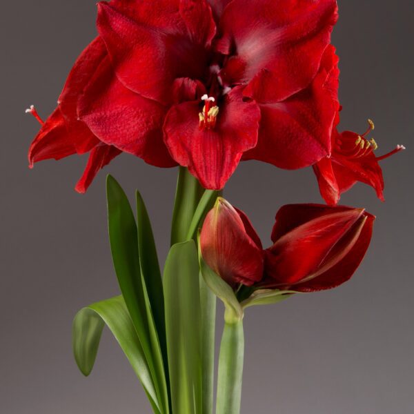 Close-up of the vibrant Merry Christmas Amaryllis, grown from a bare bulb, featuring multiple large, trumpet-shaped blossoms. The blooms are set against a neutral background, highlighting the plant's green leaves and delicate structure.